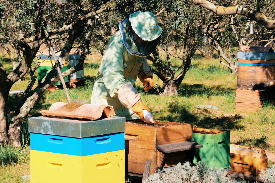 beekeper applying varromed in the southern climate