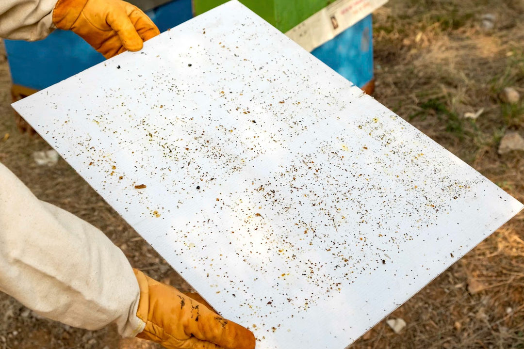 hands holding white sheet out of the hive showcasing killed mites after varromed treatment 