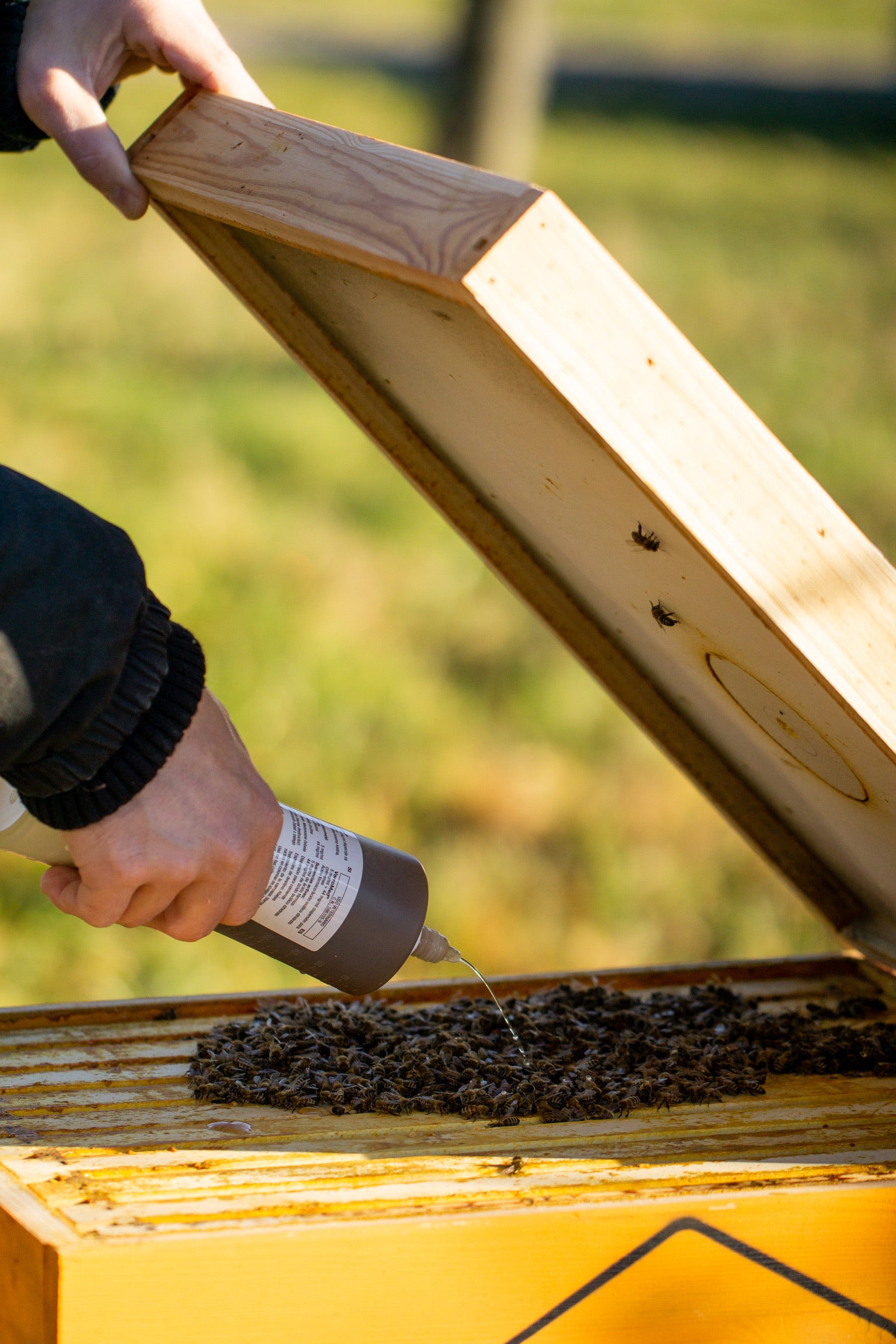 application of varromed in the hive