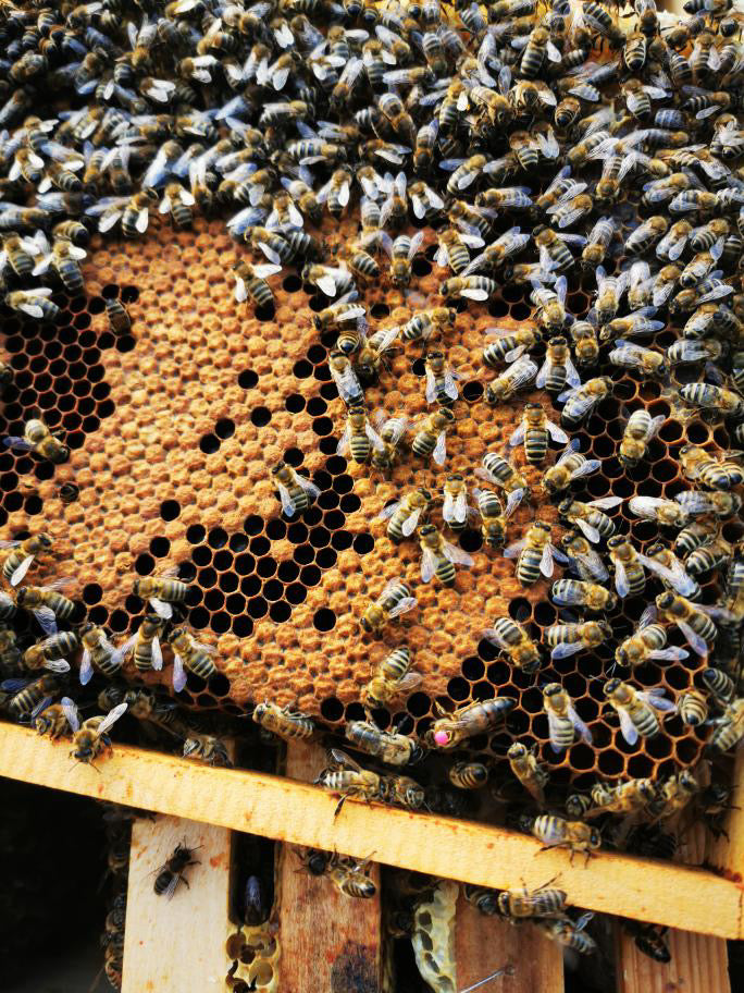 close up of bees and well structure brood cells