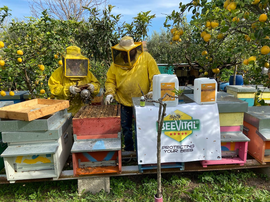 beekepers tending to bees with smoke machine, among lemon trees and beevital flag