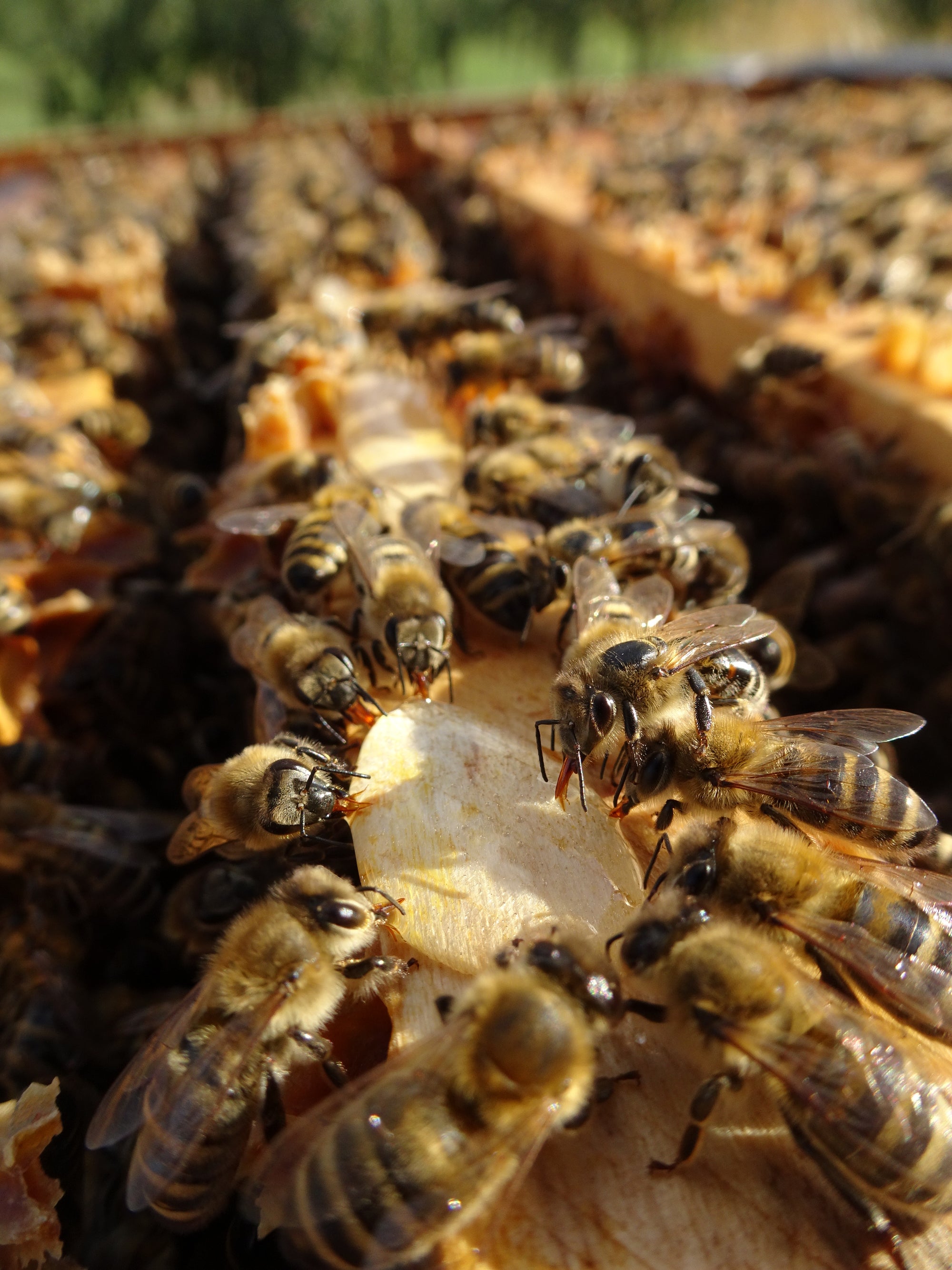 close up of a bunch of bees drinking beestrong on the honey frame