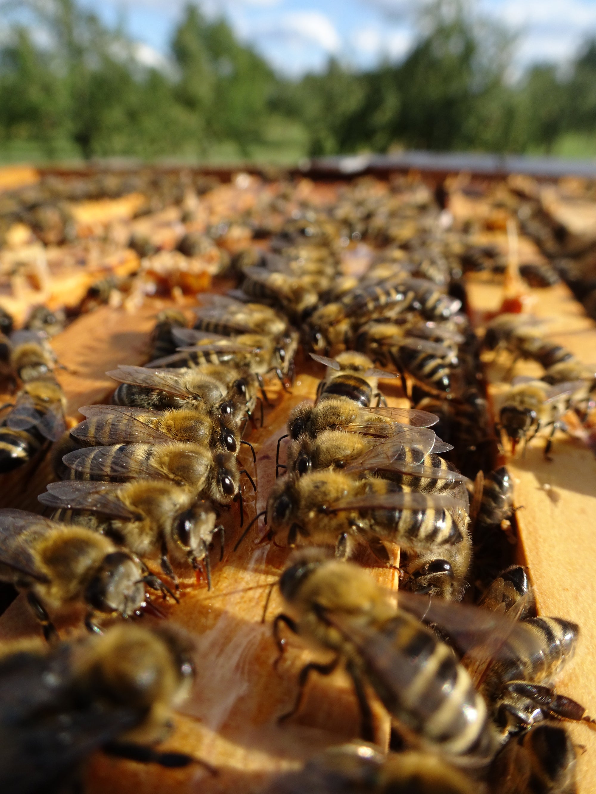 bees lined up on the hive frame drinking beeelixir 