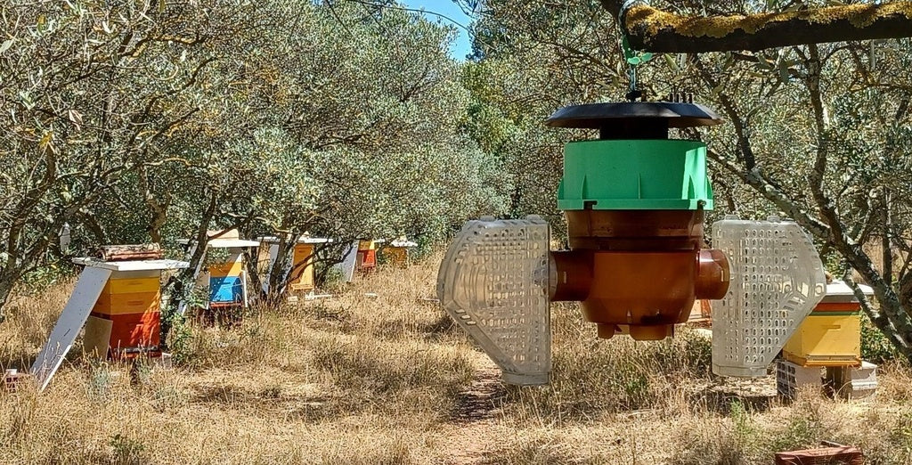 velutina trap hanging on the tree in southern climate