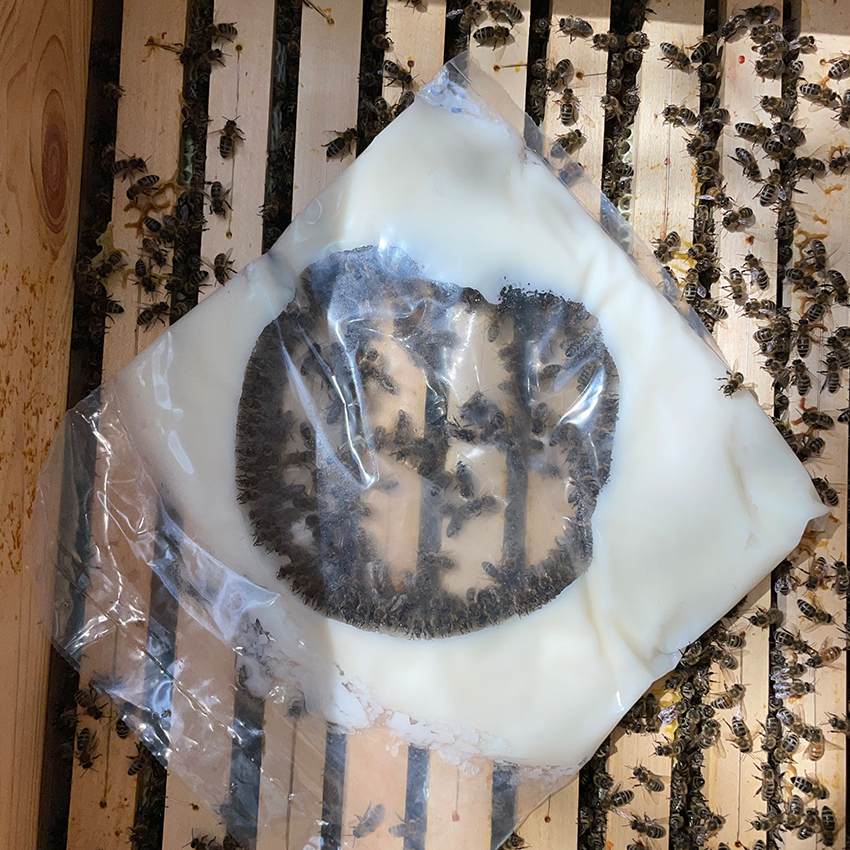 beestrong candy being eaten by bees from the inside